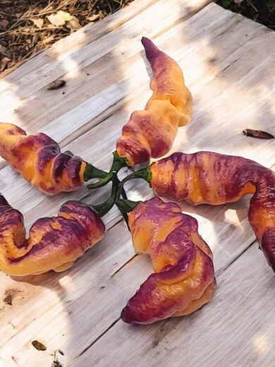 Piment 'Thors Thunderbolt' (Variété rare) Graines