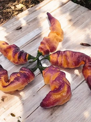 Piment 'Thors Thunderbolt' (Variété rare) Graines