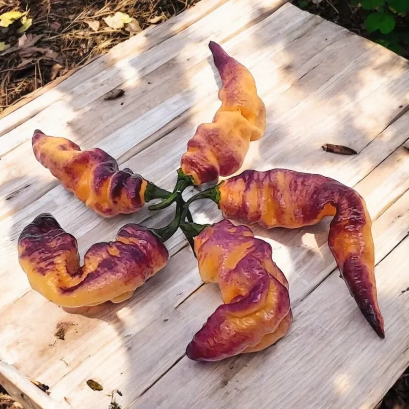 Piment ‘Thors Thunderbolt’ (Variété rare) Graines