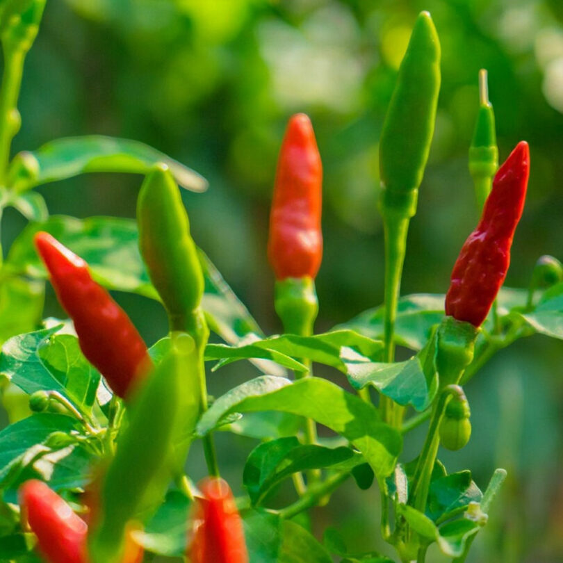 Piment oiseau (Capsicum frutescens) Graines – Image 2