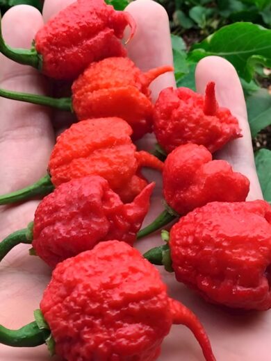 Piment 'Carolina Reaper' (Capsicum chinense) Graines