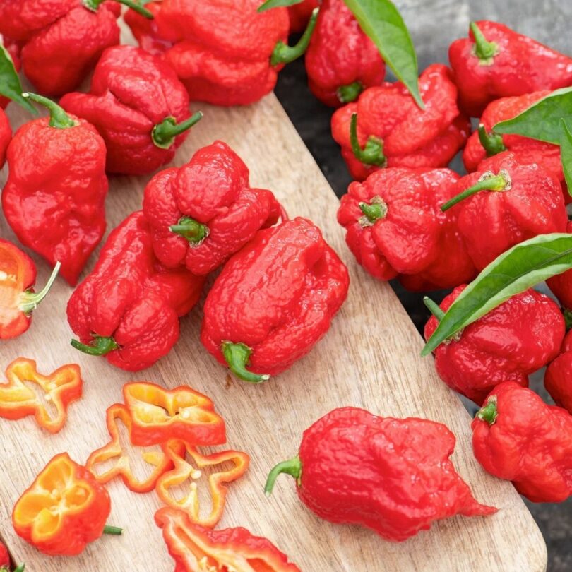 Piment 'Carolina Reaper' (Capsicum chinense) Graines – Image 3