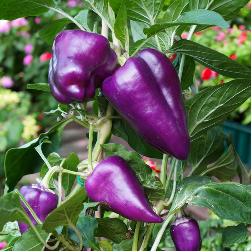 Poivron Violet-Rouge 'Oda' (Variété ancienne polonaise) Graines – Image 2
