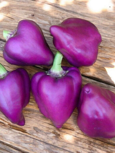 Poivron Violet-Rouge 'Oda' (Variété ancienne polonaise) Graines