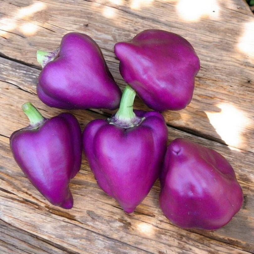 Poivron Violet-Rouge 'Oda' (Variété ancienne polonaise) Graines