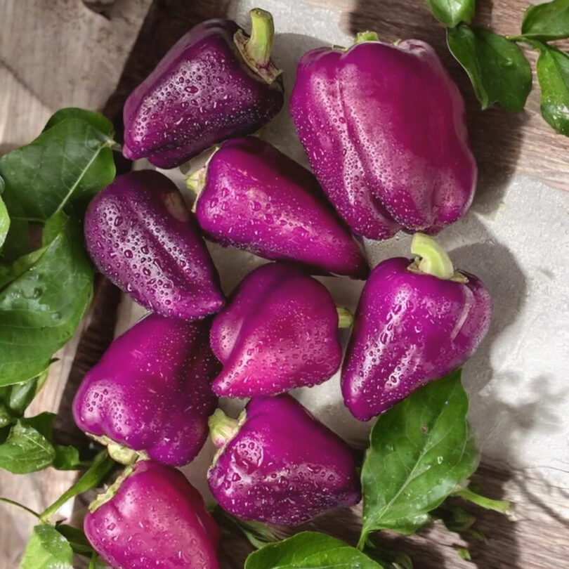 Poivron Violet-Rouge 'Oda' (Variété ancienne polonaise) Graines – Image 3