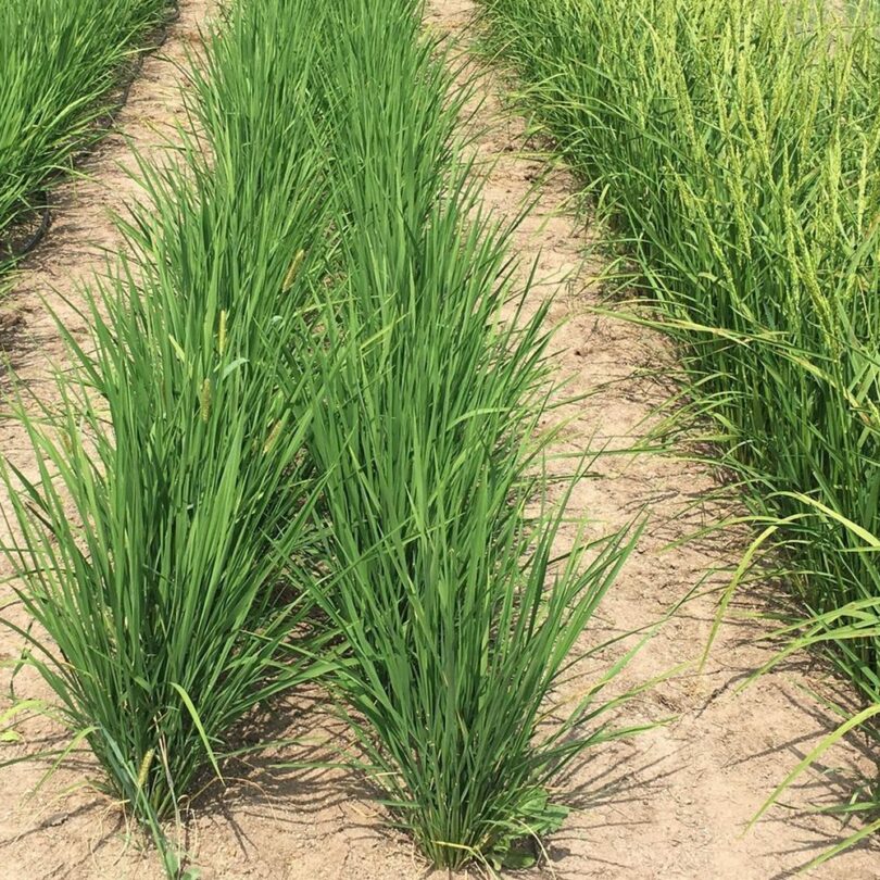 Riz 'Duborskian' (Oryza sativa) Graines – Image 4