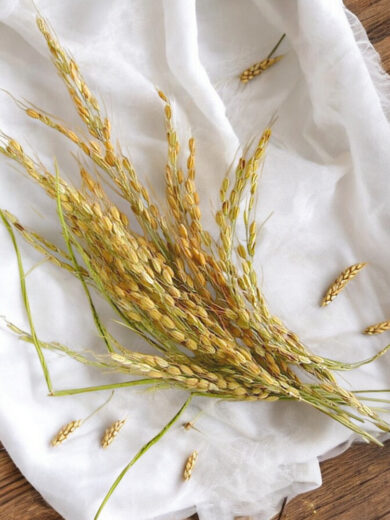 Riz 'Duborskian' (Oryza sativa) Graines