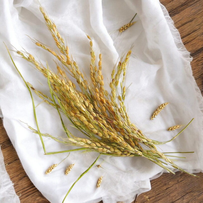 Riz 'Duborskian' (Oryza sativa) Graines