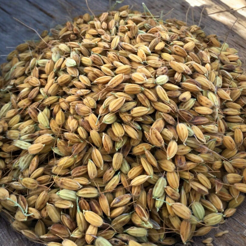 Riz 'Duborskian' (Oryza sativa) Graines – Image 3