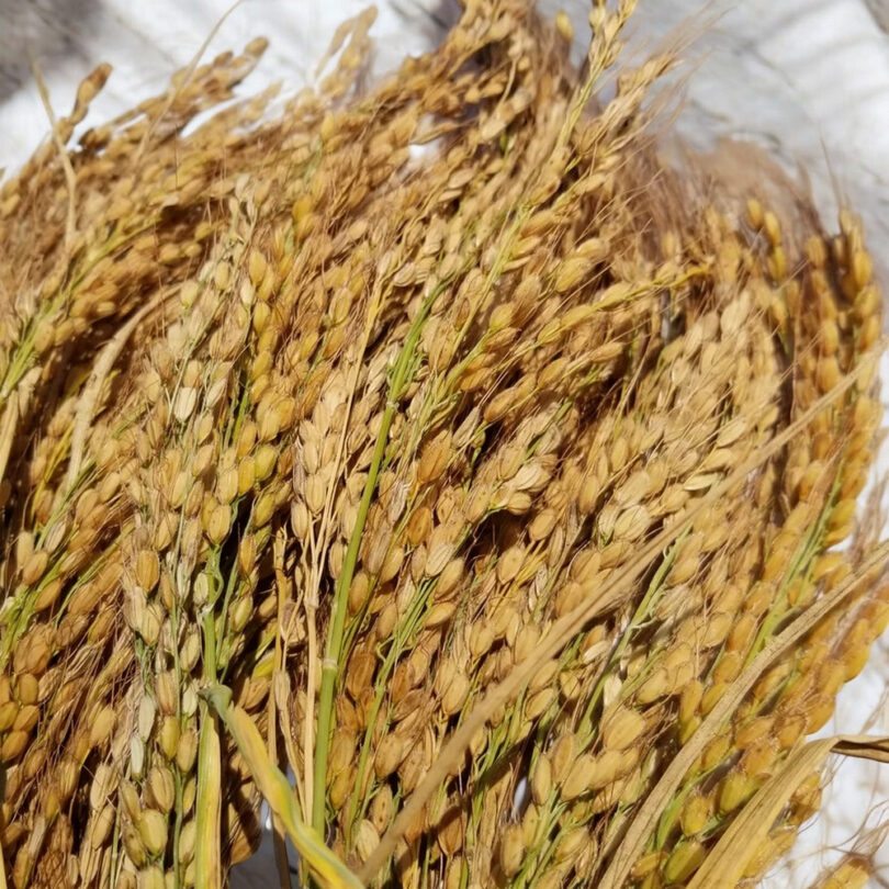 Riz 'Duborskian' (Oryza sativa) Graines – Image 2