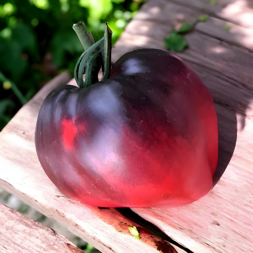 Tomate 'Coeur de Boeuf Bleue' (Variété rare) Graines