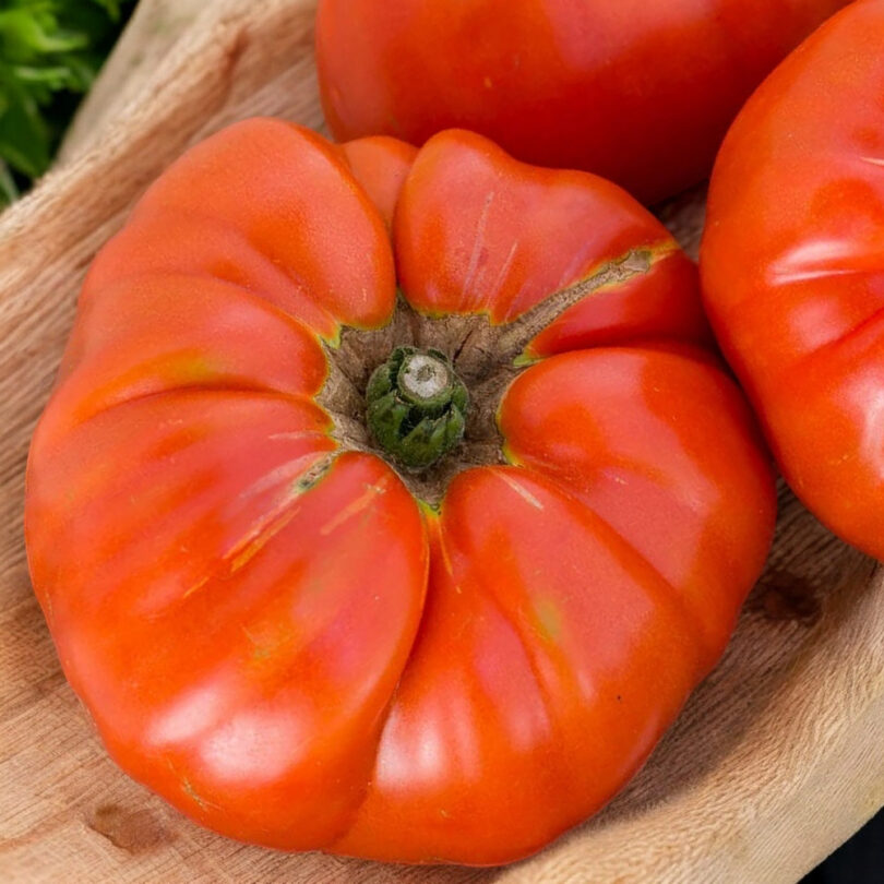 Tomate Géante 'Big Zac' (Variété de concours) Graines – Image 3