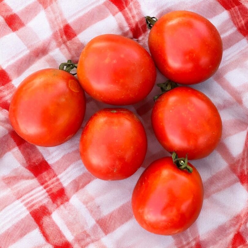 Tomate 'Précoce de Sibérie' (Variété ancienne) Graines