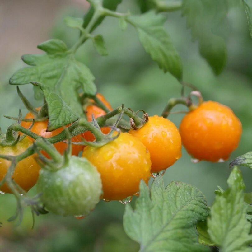 Tomate cerise 'Sun Drop' (Variété hâtive) Graines – Image 2