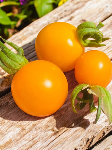 Tomate cerise 'Sun Drop' (Variété hâtive) Graines