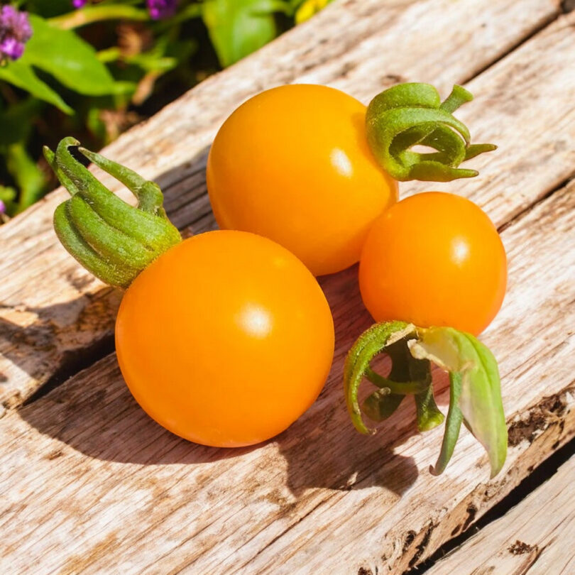 Tomate cerise 'Sun Drop' (Variété hâtive) Graines