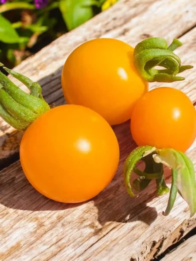 Tomate cerise 'Sun Drop' (Variété hâtive) Graines