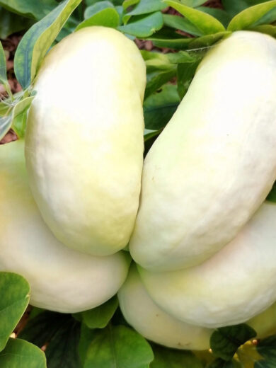 Vigne Chocolat à fleurs blanches (Akebia quinata 'White Chocolate') Graines