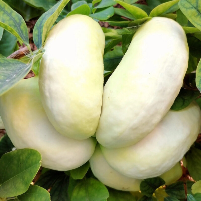 Vigne Chocolat à fleurs blanches (Akebia quinata 'White Chocolate') Graines