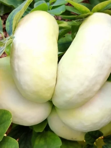 Vigne Chocolat à fleurs blanches (Akebia quinata 'White Chocolate') Graines