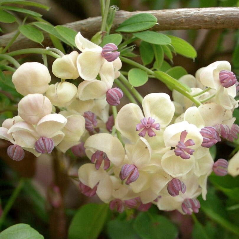 Vigne Chocolat à fleurs blanches (Akebia quinata 'White Chocolate') Graines – Image 4