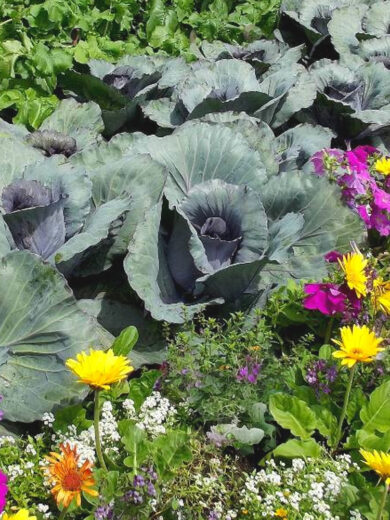 Atelier Permaculture : Maximiser les récoltes grâce aux bonnes associations de cultures