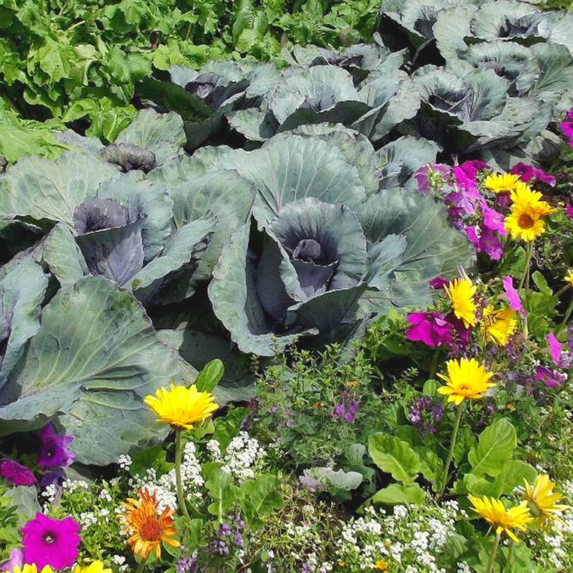 Atelier Permaculture : Maximiser les récoltes grâce aux bonnes associations de cultures