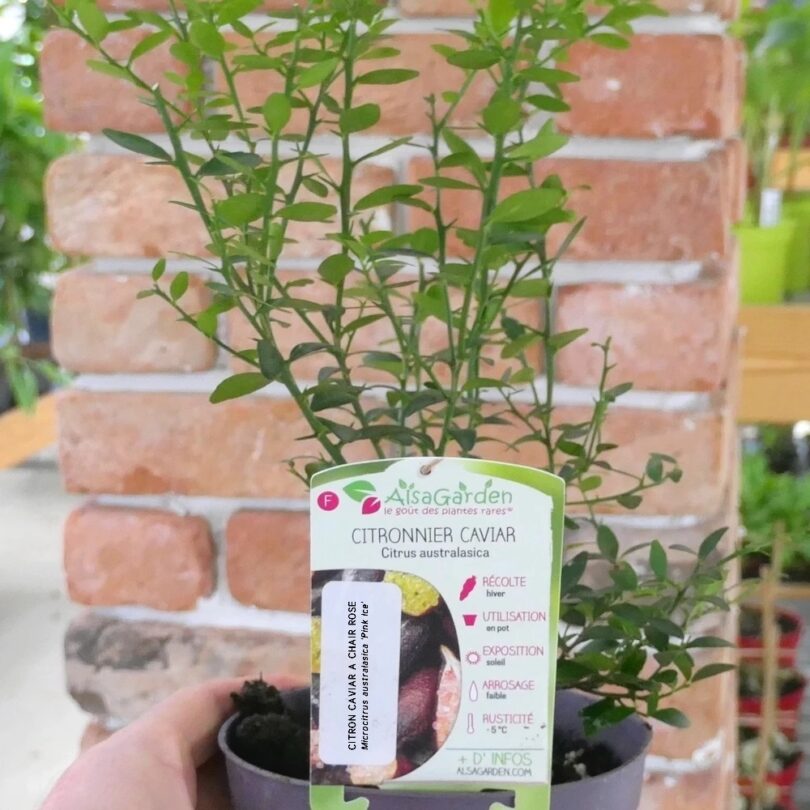 Le Citron Caviar Rose (Agrume rare) Jeune Plant – Image 4