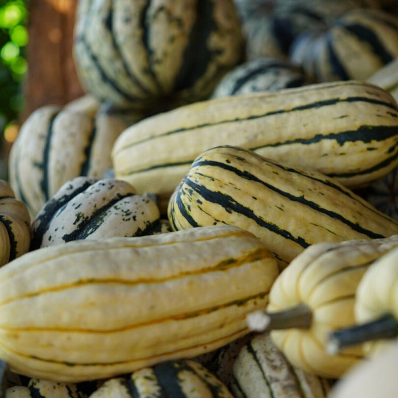 Courge 'Delicata' (Variété ancienne) Graines – Image 3
