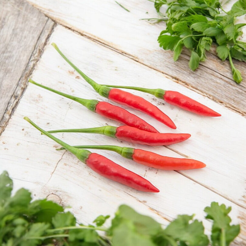 Piment oiseau (Capsicum frutescens) Graines – Image 3