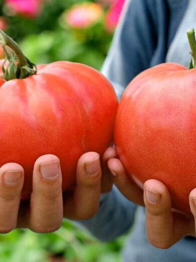 Tomate 'Géante d'Alsace' (Variété ancienne) Graines – Image 2