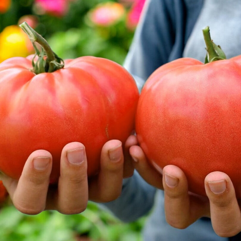 Tomate 'Géante d'Alsace' (Variété ancienne) Graines – Image 2