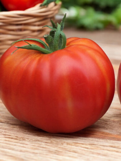 Tomate 'Géante d'Alsace' (Variété ancienne) Graines