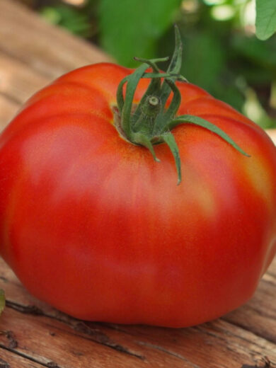 Tomate 'Géante d'Alsace' (Variété ancienne) Graines – Image 3