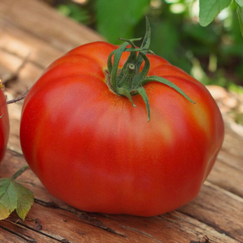 Tomate 'Géante d'Alsace' (Variété ancienne) Graines – Image 3