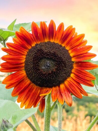 Tournesol 'Evening Sun' (Variété à fleurs simples) Graines