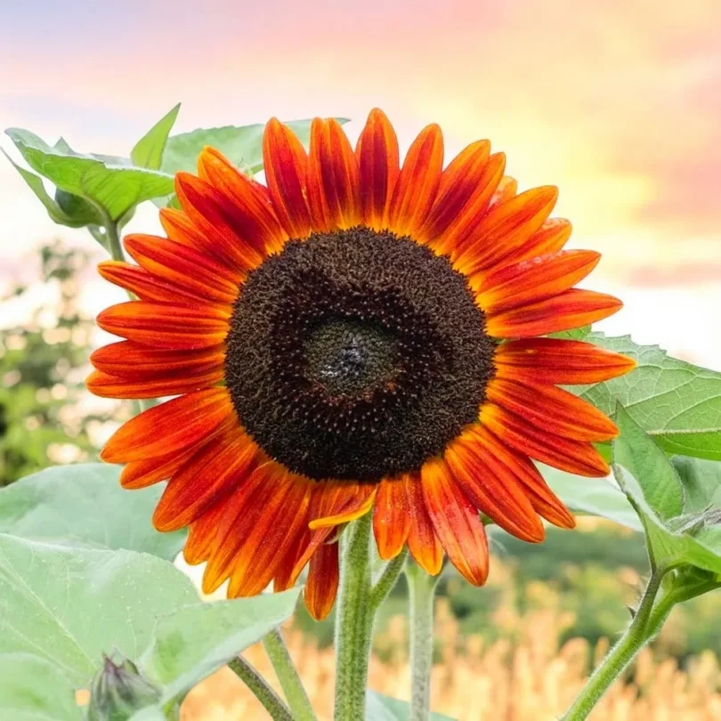 Tournesol ‘Evening Sun’ (Variété à fleurs simples) Graines
