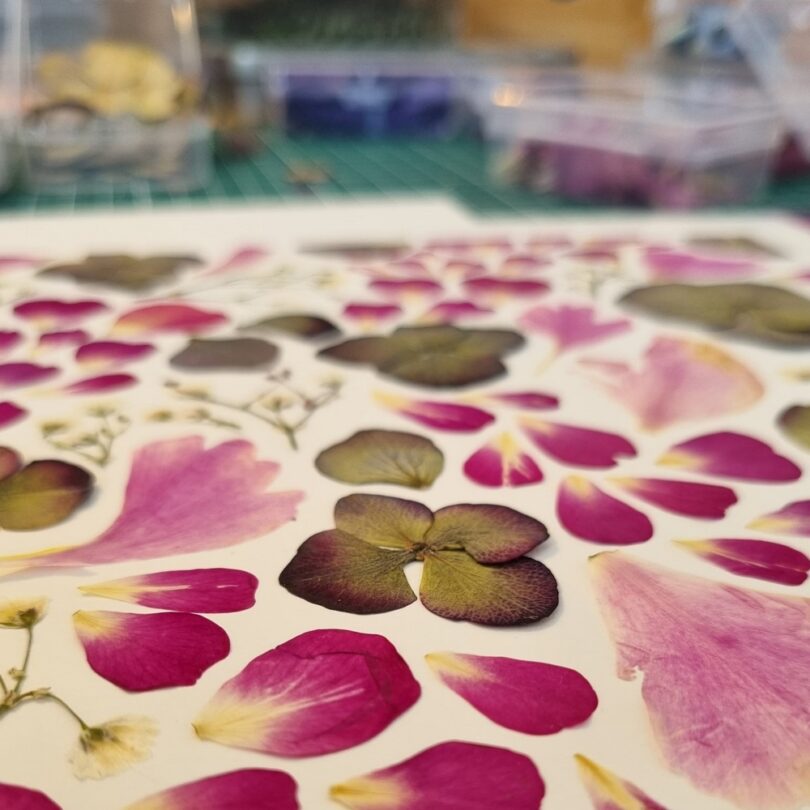 Atelier : Création d'un Herbier Fleuri (2h00) – Image 3