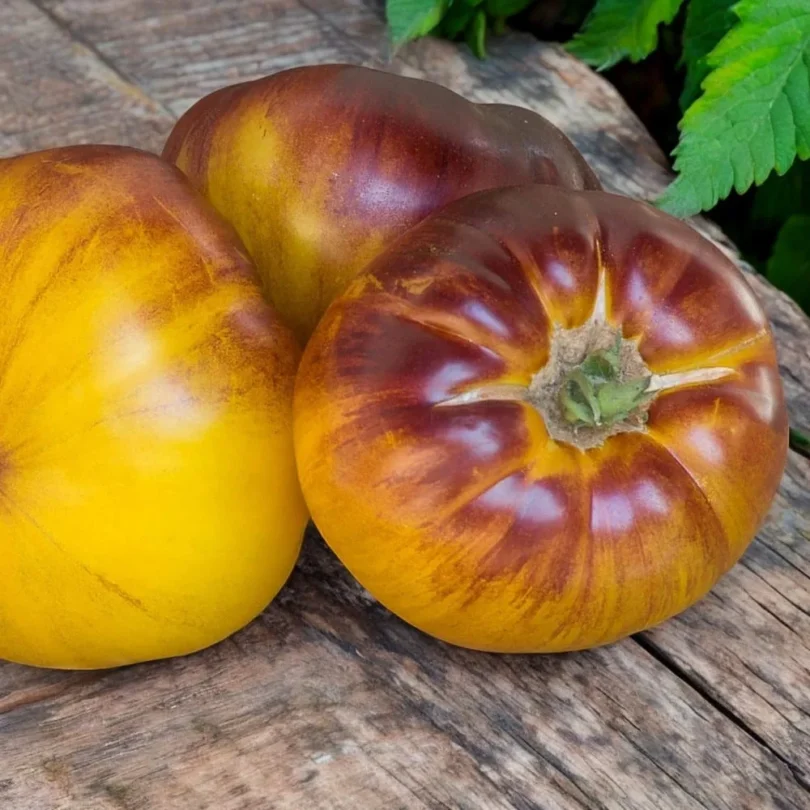 Tomate ‘Wolverine’ (Variété rare) Graines