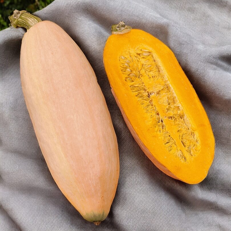 Potiron 'Pink Jumbo Banana' (Variété originale) Graines