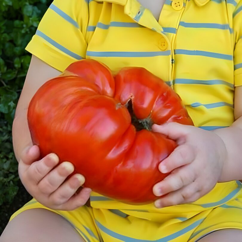 Tomate Géante 'Big Zac' (Variété de concours) Graines – Image 2