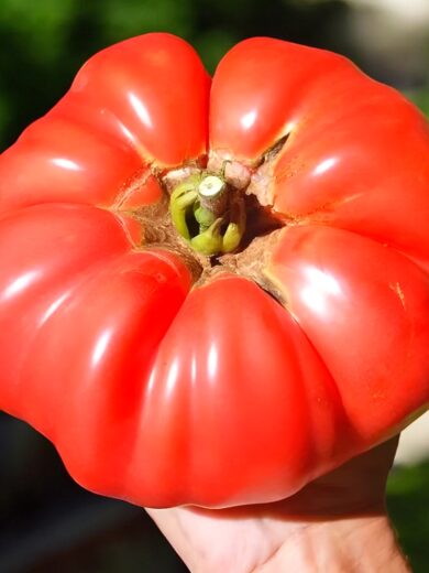 Tomate Géante 'Big Zac' (Variété de concours) Graines