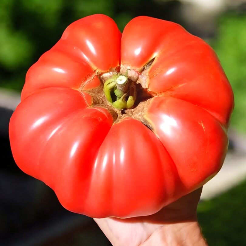 Tomate Géante 'Big Zac' (Variété de concours) Graines