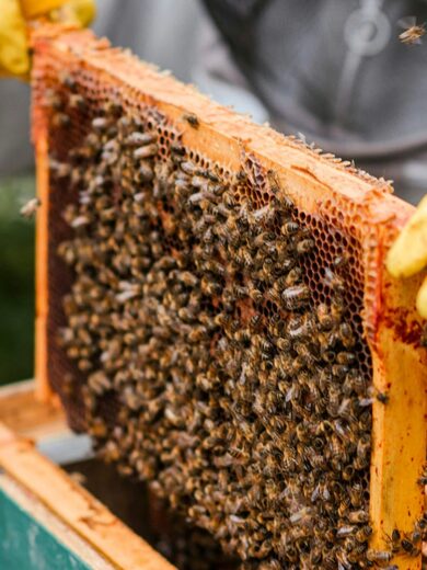 Atelier : Découverte et initiation à l'apiculture (2h00)