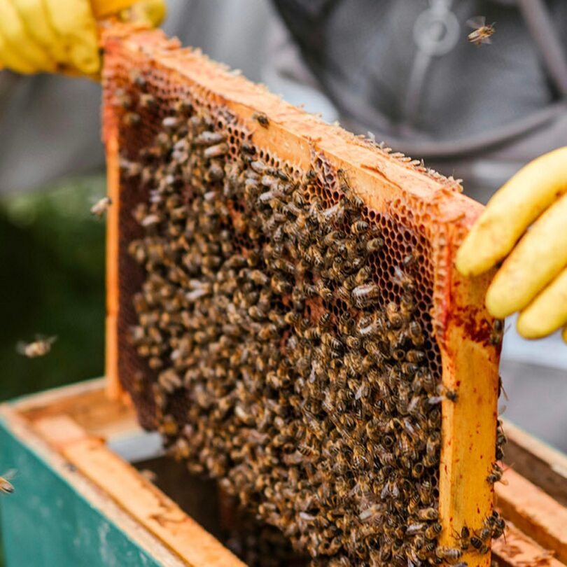 Atelier : Découverte et initiation à l'apiculture (2h00)