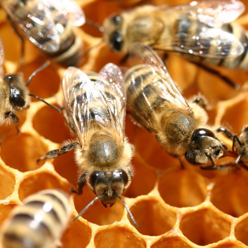 Atelier : Découverte et initiation à l'apiculture (2h00) – Image 2