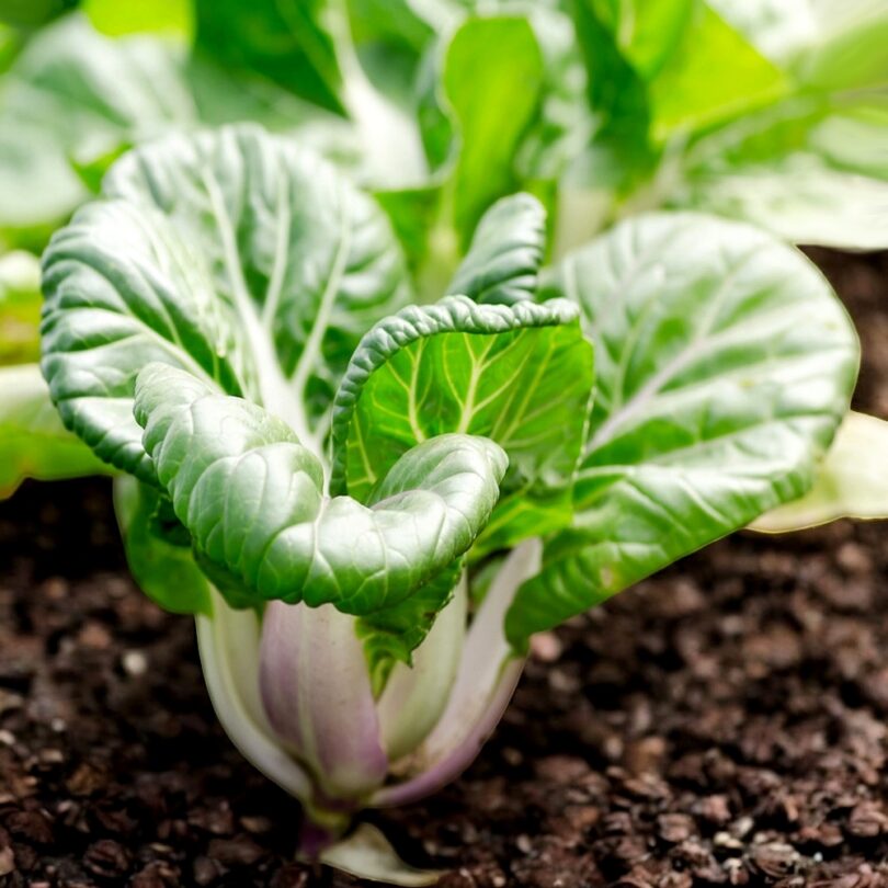 Chou chinois 'Tiny Bok Choy' (Variété miniature) Graines – Image 3