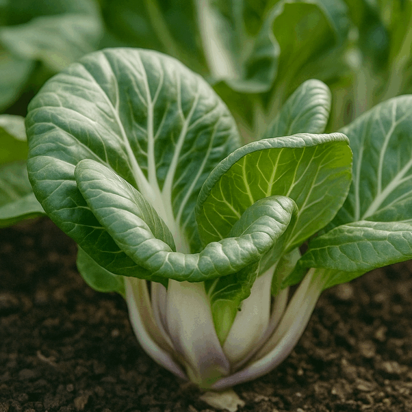 Chou chinois 'Tiny Bok Choy' (Variété miniature) Graines – Image 3