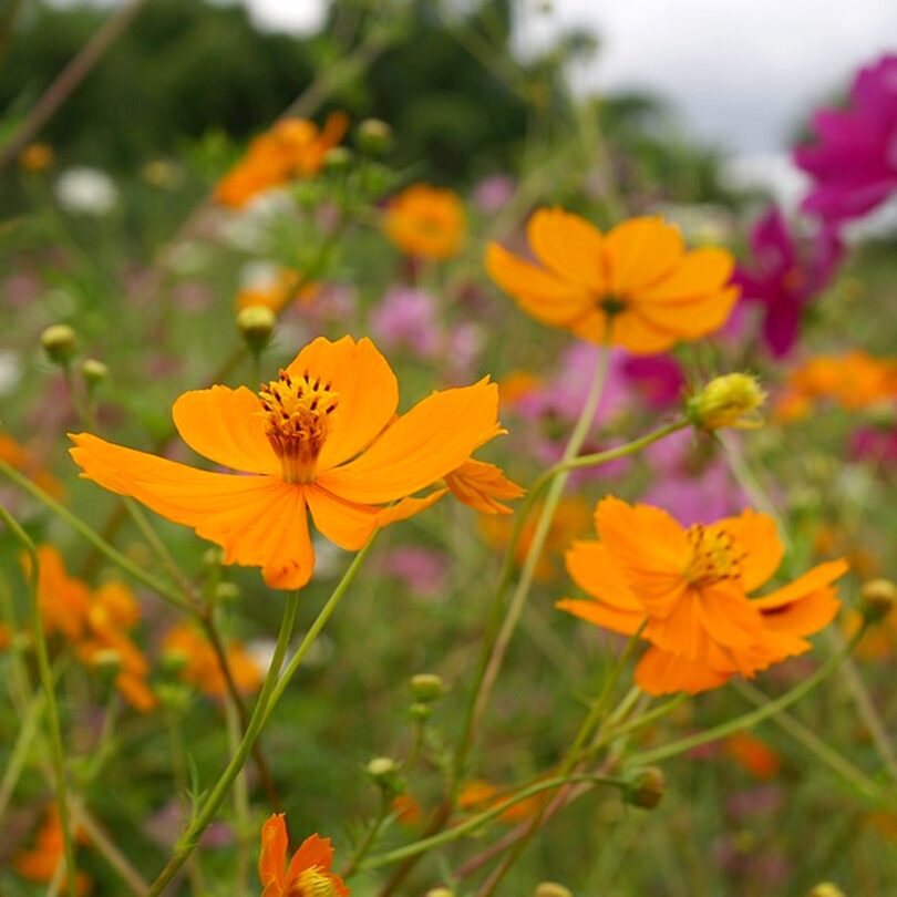 Cosmos sulfureux (Cosmos sulphureus) Graines – Image 2